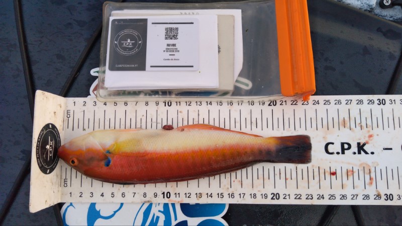 Fish Measure Picture