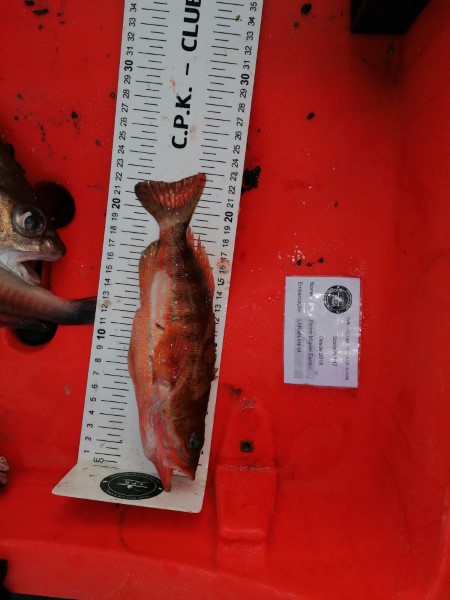 Fish Measure Picture