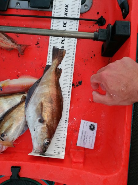Fish Measure Picture