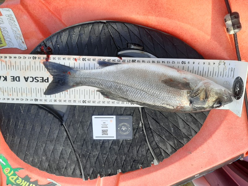Fish Measure Picture