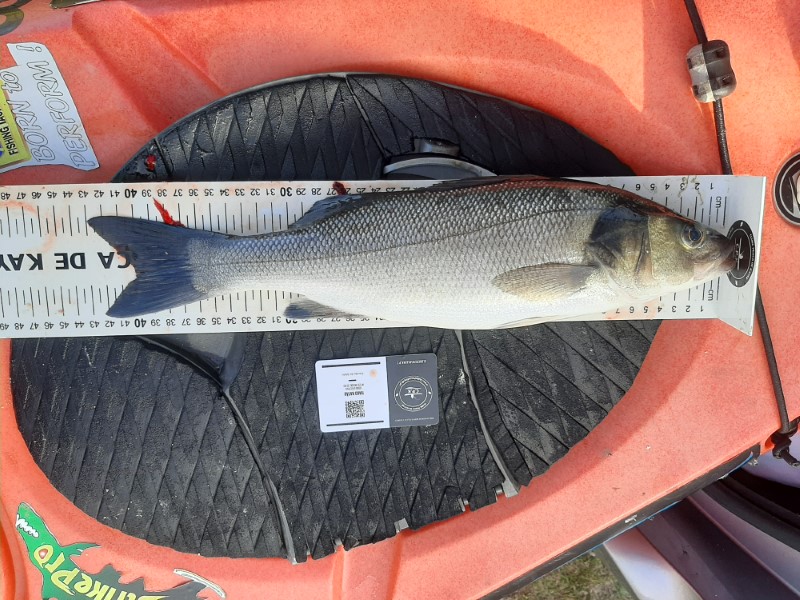 Fish Measure Picture