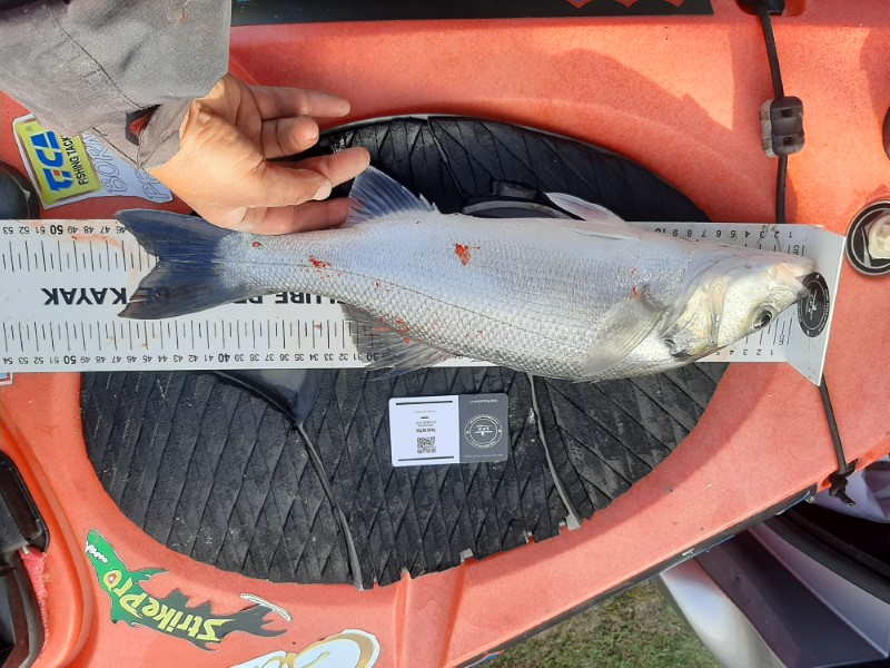 Fish Measure Picture