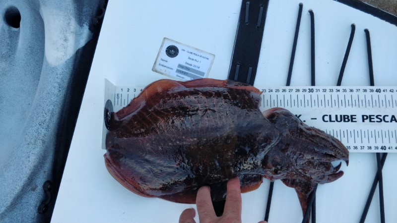 Fish Measure Picture