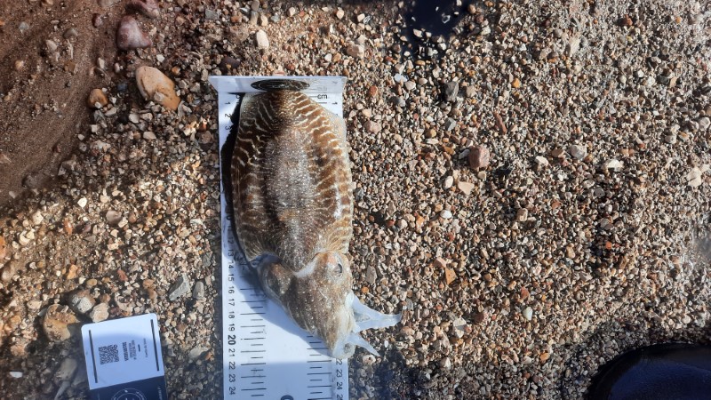 Fish Profile Picture