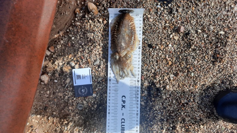 Fish Profile Picture