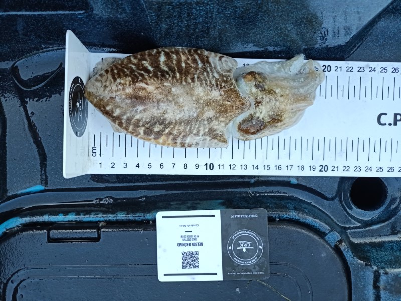Fish Measure Picture