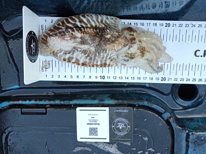 Fish Measure Picture