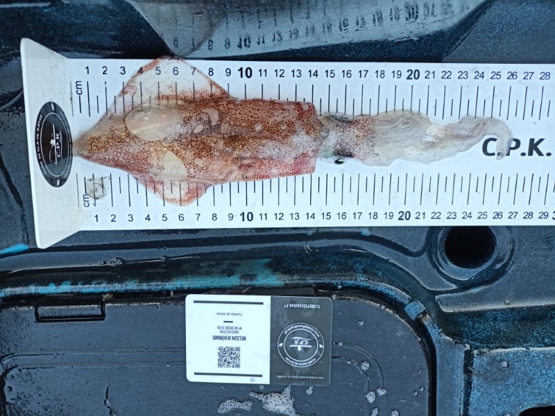 Fish Measure Picture