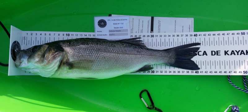 Fish Measure Picture