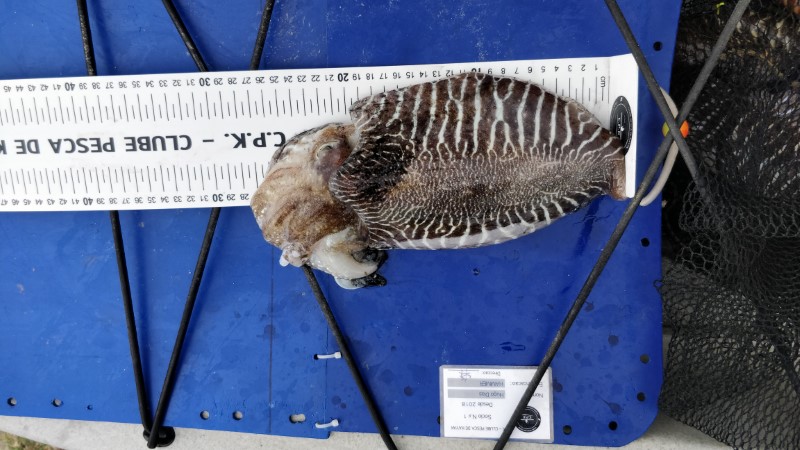Fish Measure Picture