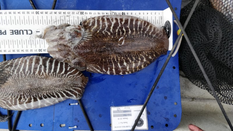 Fish Measure Picture