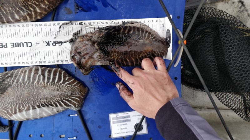 Fish Measure Picture