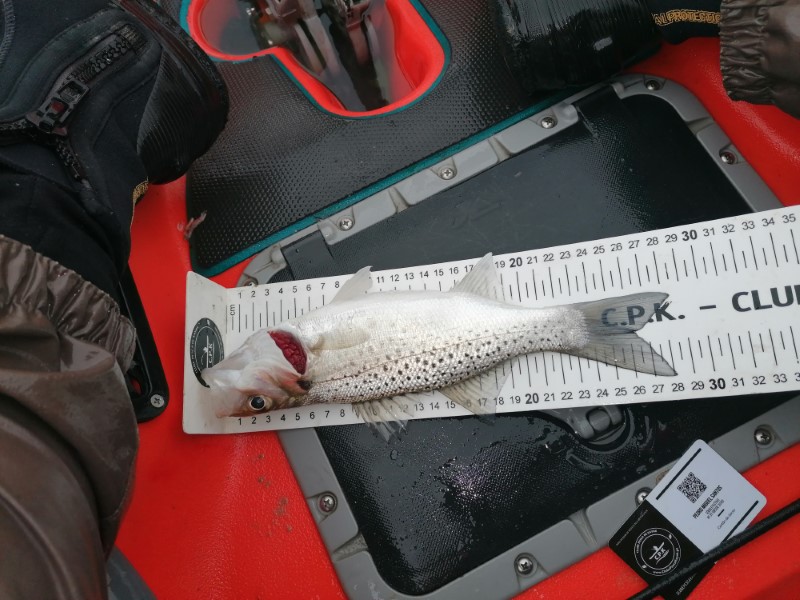 Fish Measure Picture
