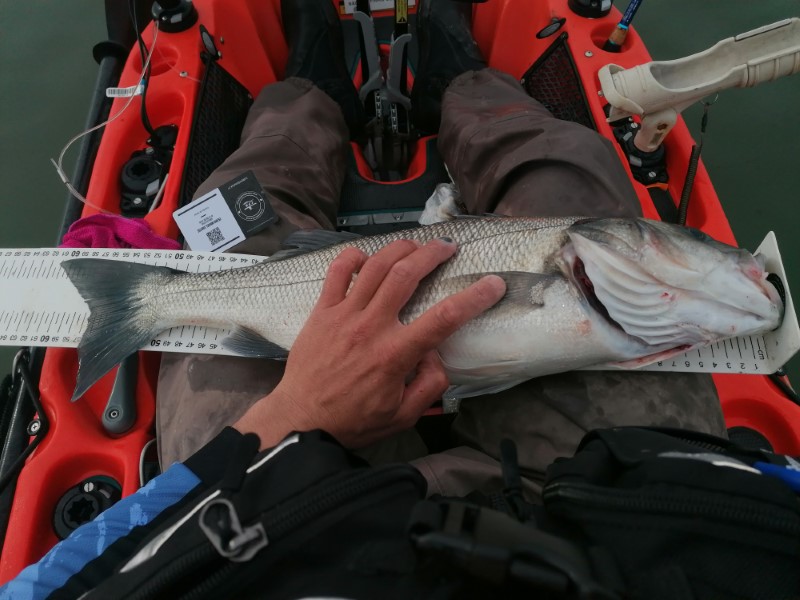 Fish Measure Picture