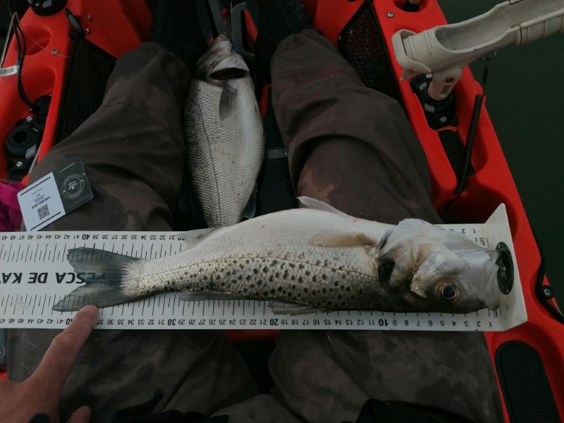 Fish Measure Picture