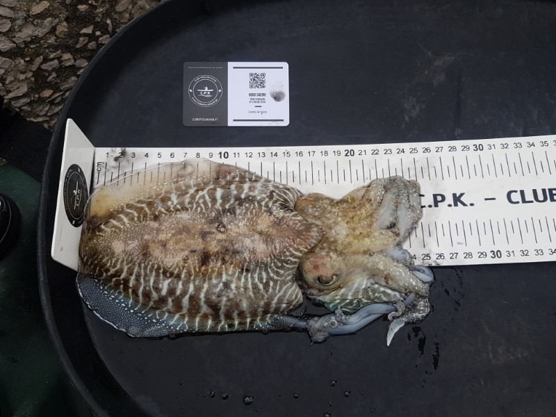 Fish Measure Picture