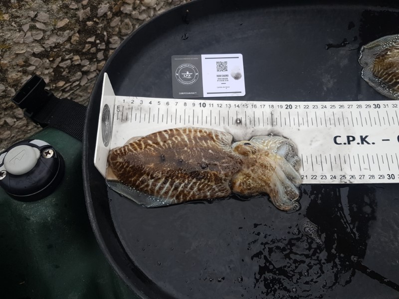 Fish Measure Picture