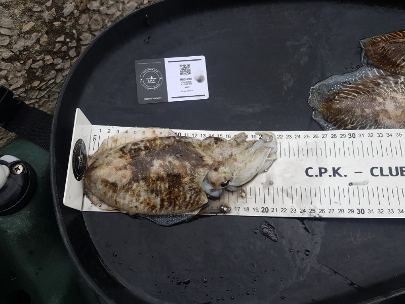 Fish Measure Picture