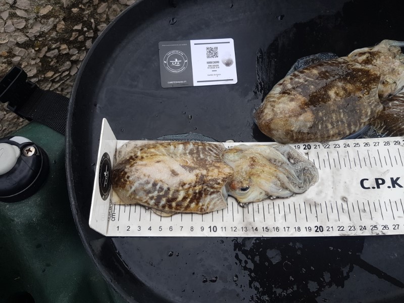 Fish Measure Picture