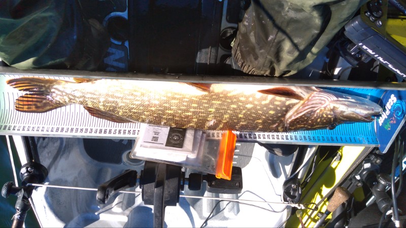 Fish Measure Picture