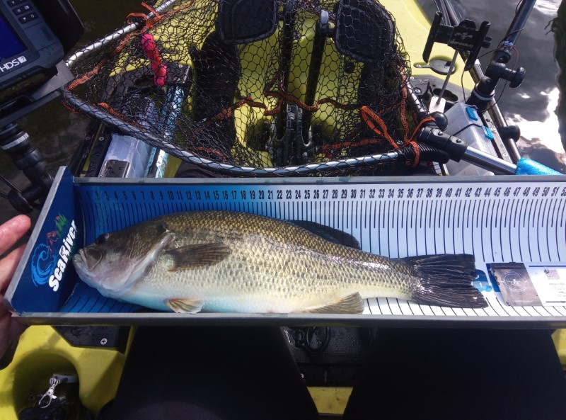 Fish Measure Picture