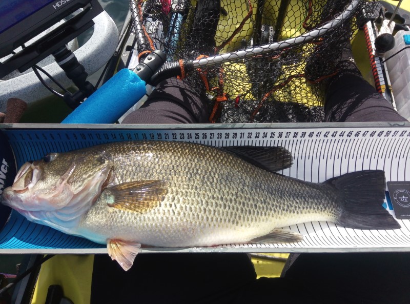 Fish Measure Picture