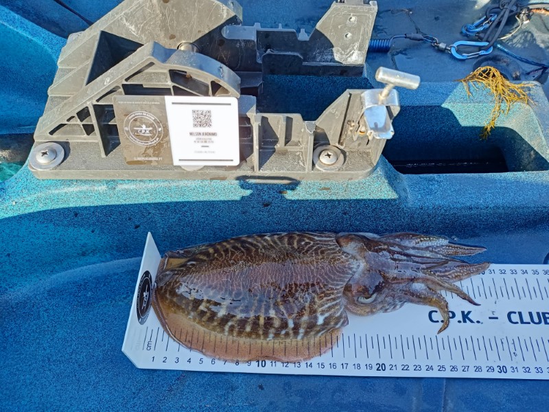 Fish Measure Picture