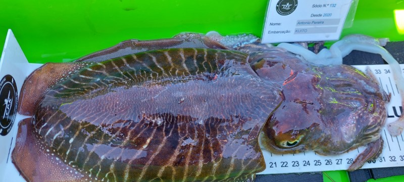 Fish Measure Picture