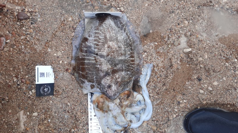 Fish Measure Picture