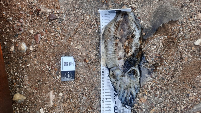 Fish Measure Picture