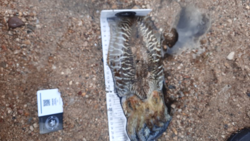 Fish Measure Picture