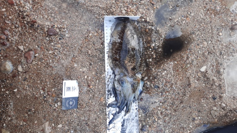 Fish Measure Picture