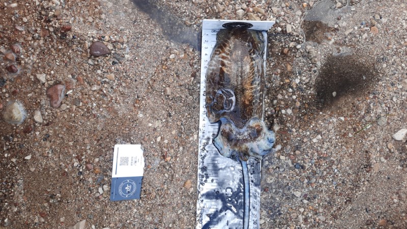 Fish Measure Picture