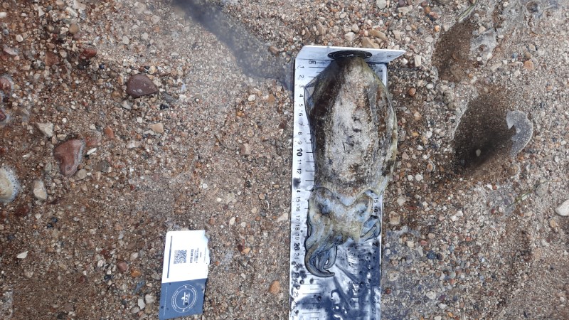 Fish Measure Picture