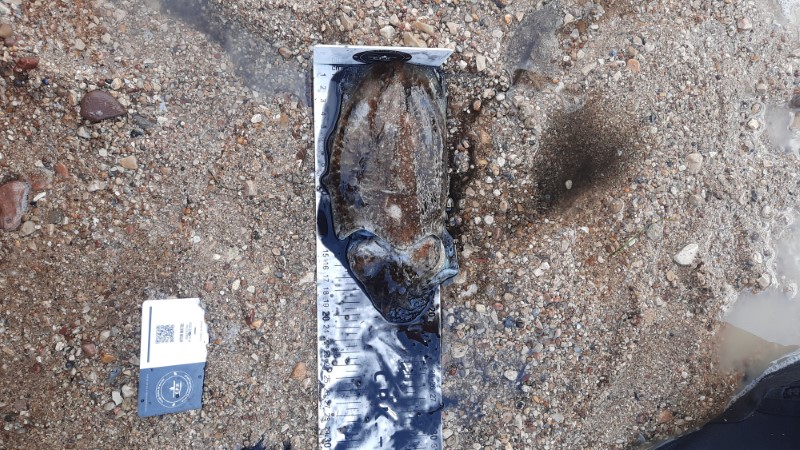 Fish Measure Picture