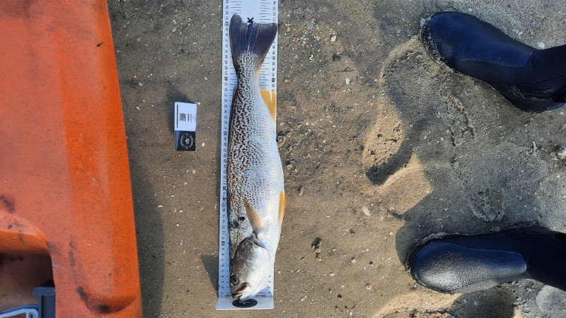 Fish Measure Picture