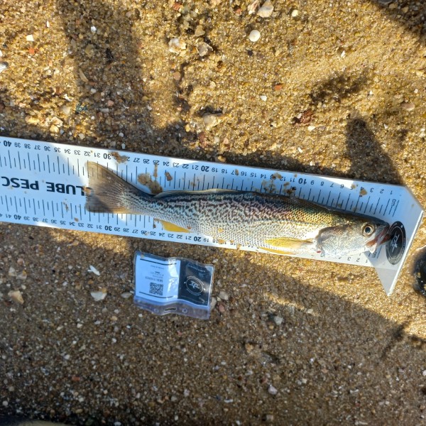 Fish Measure Picture