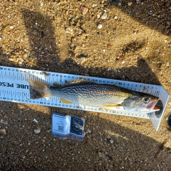 Fish Measure Picture