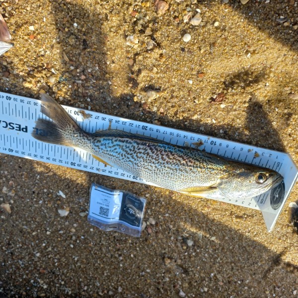 Fish Measure Picture