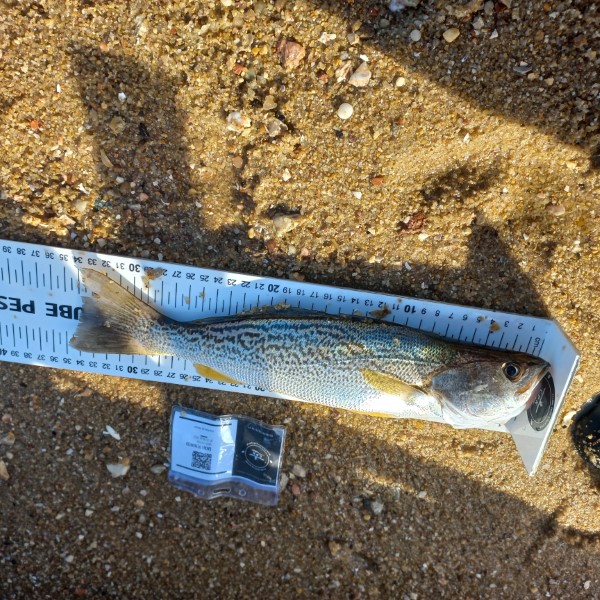 Fish Measure Picture