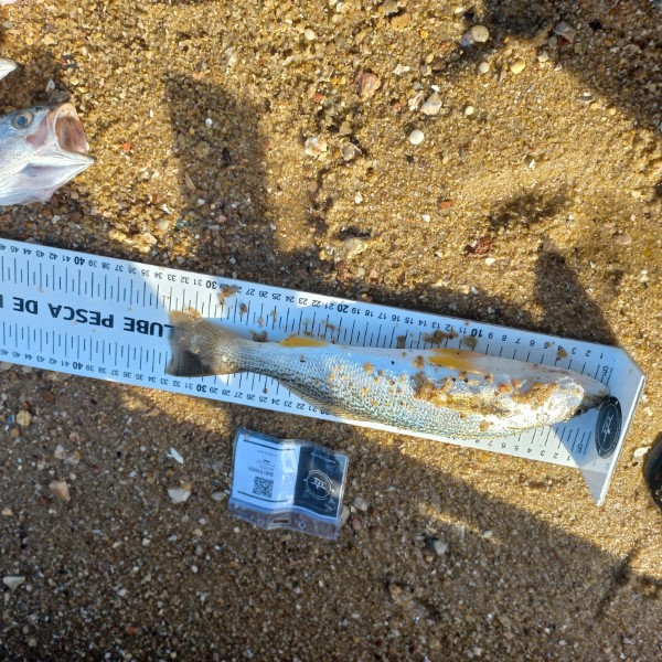 Fish Measure Picture