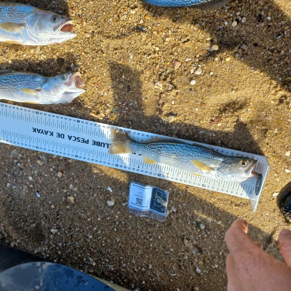 Fish Measure Picture