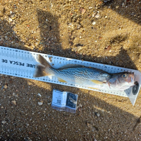 Fish Measure Picture