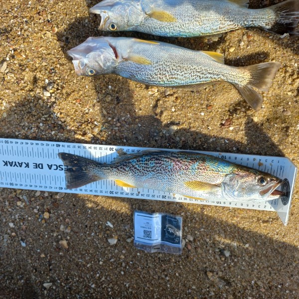 Fish Measure Picture