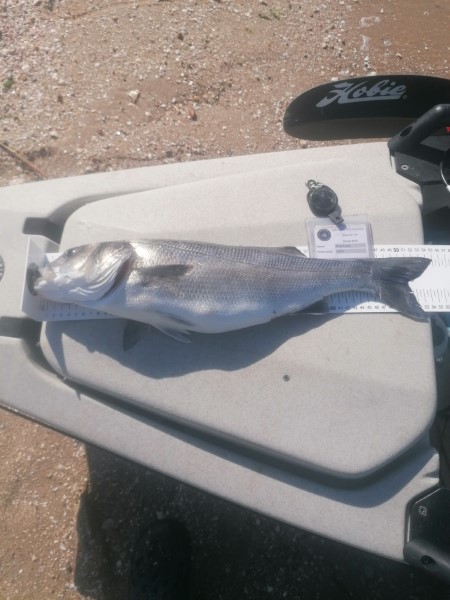 Fish Measure Picture