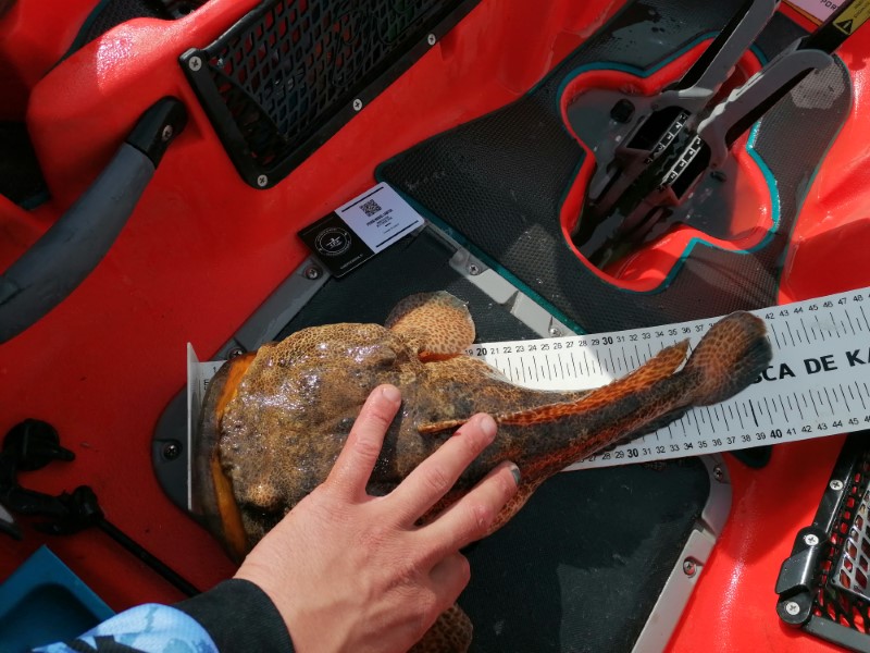 Fish Measure Picture
