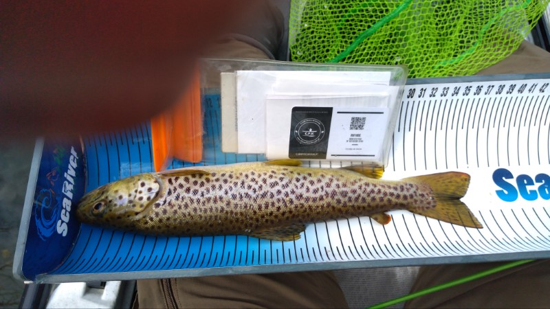 Fish Measure Picture