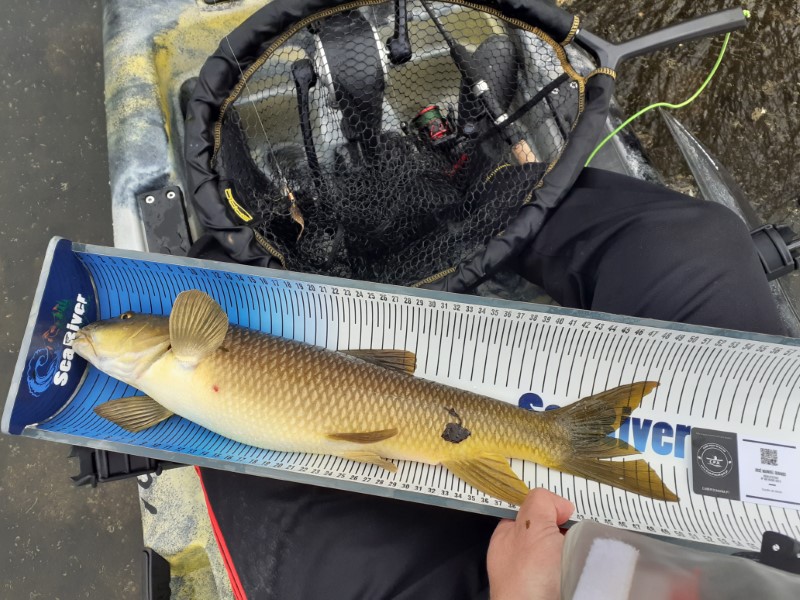 Fish Measure Picture