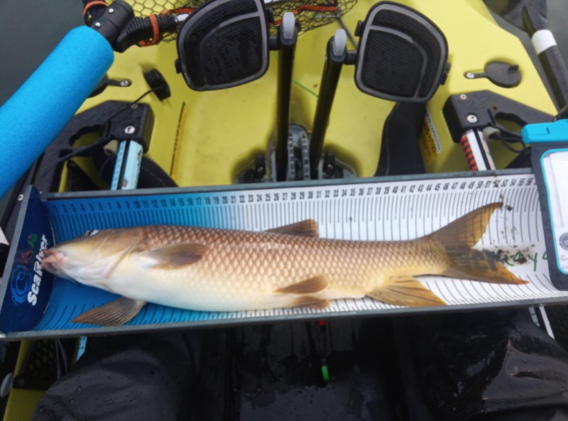Fish Measure Picture