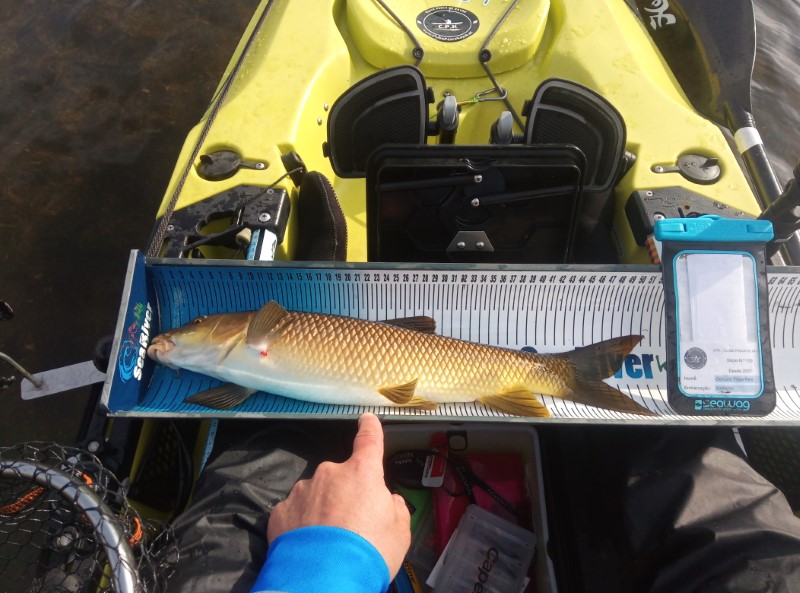 Fish Measure Picture